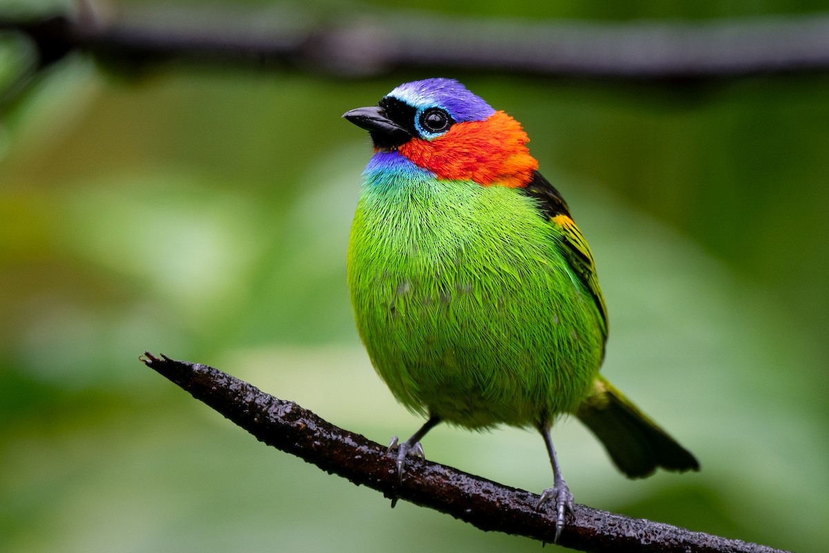 Red-necked Tanager - ML641816502