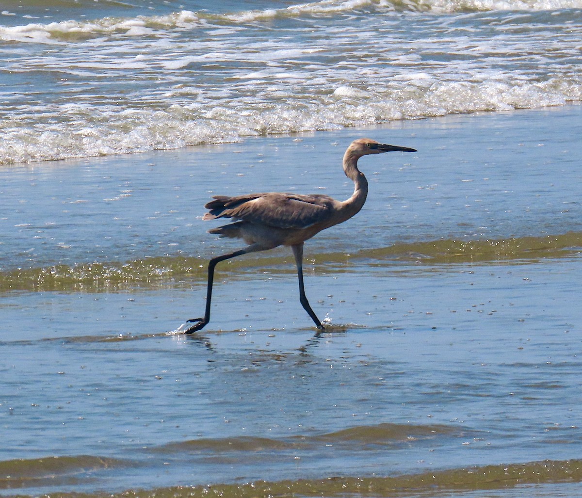 Reddish Egret - ML641816527