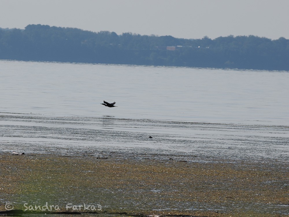 Double-crested Cormorant - ML641816533