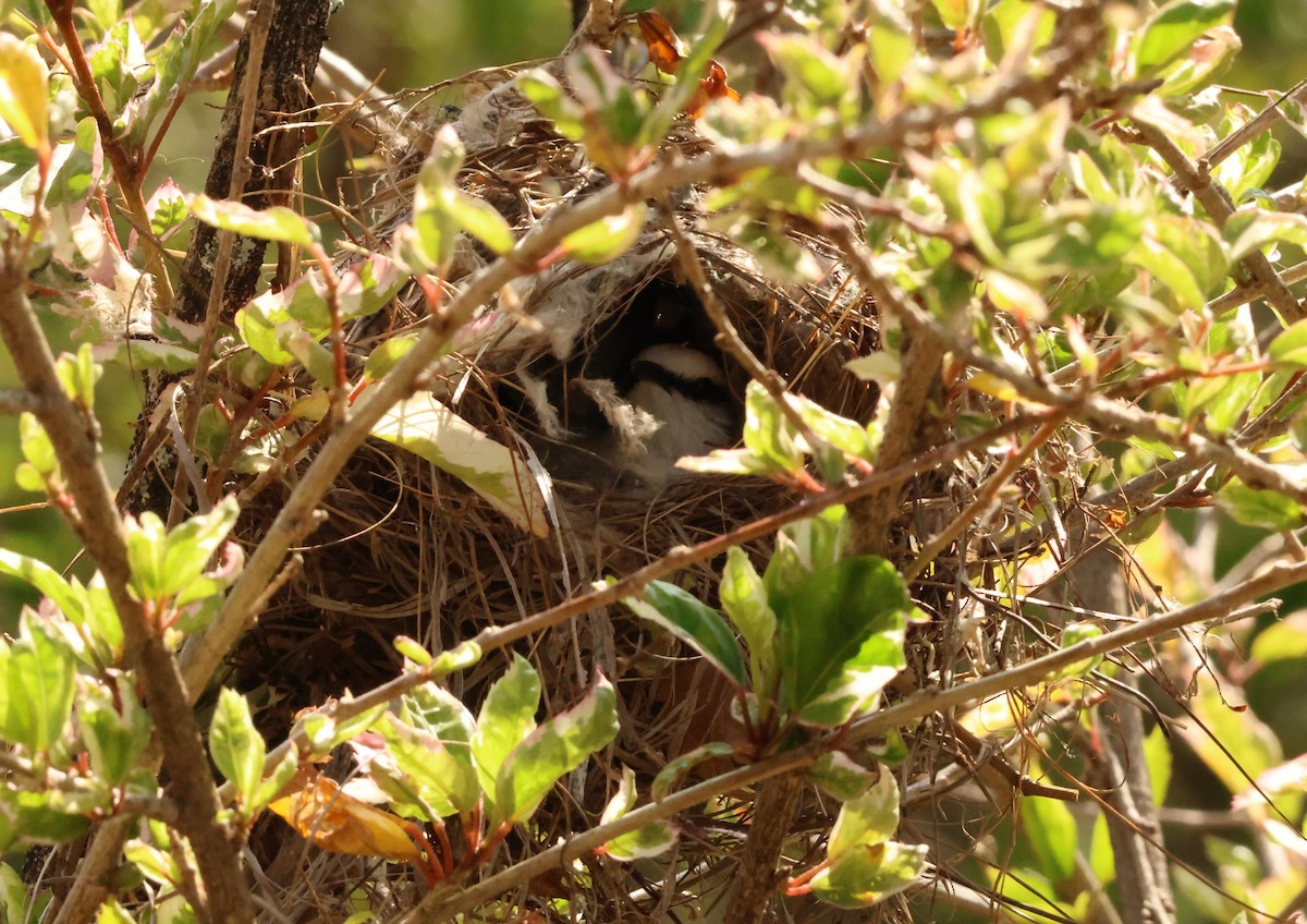 Masked Water-Tyrant - ML641816539