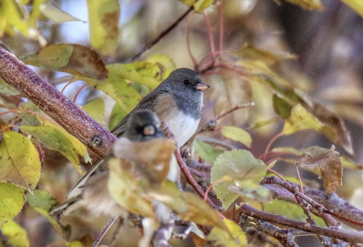 Dark-eyed Junco (Pink-sided) - ML641816558