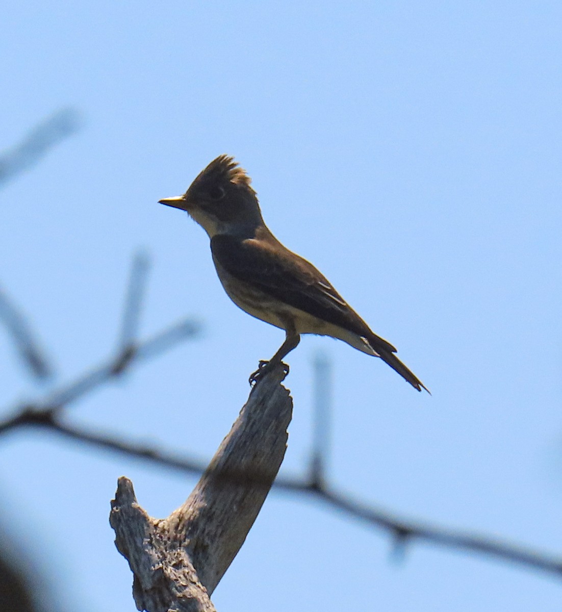 Olive-sided Flycatcher - ML641816559
