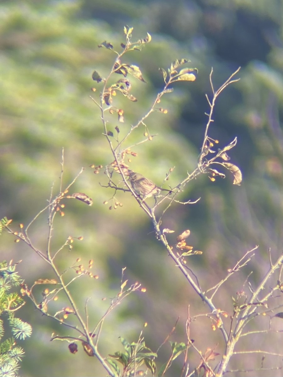Lincoln's Sparrow - ML641816592