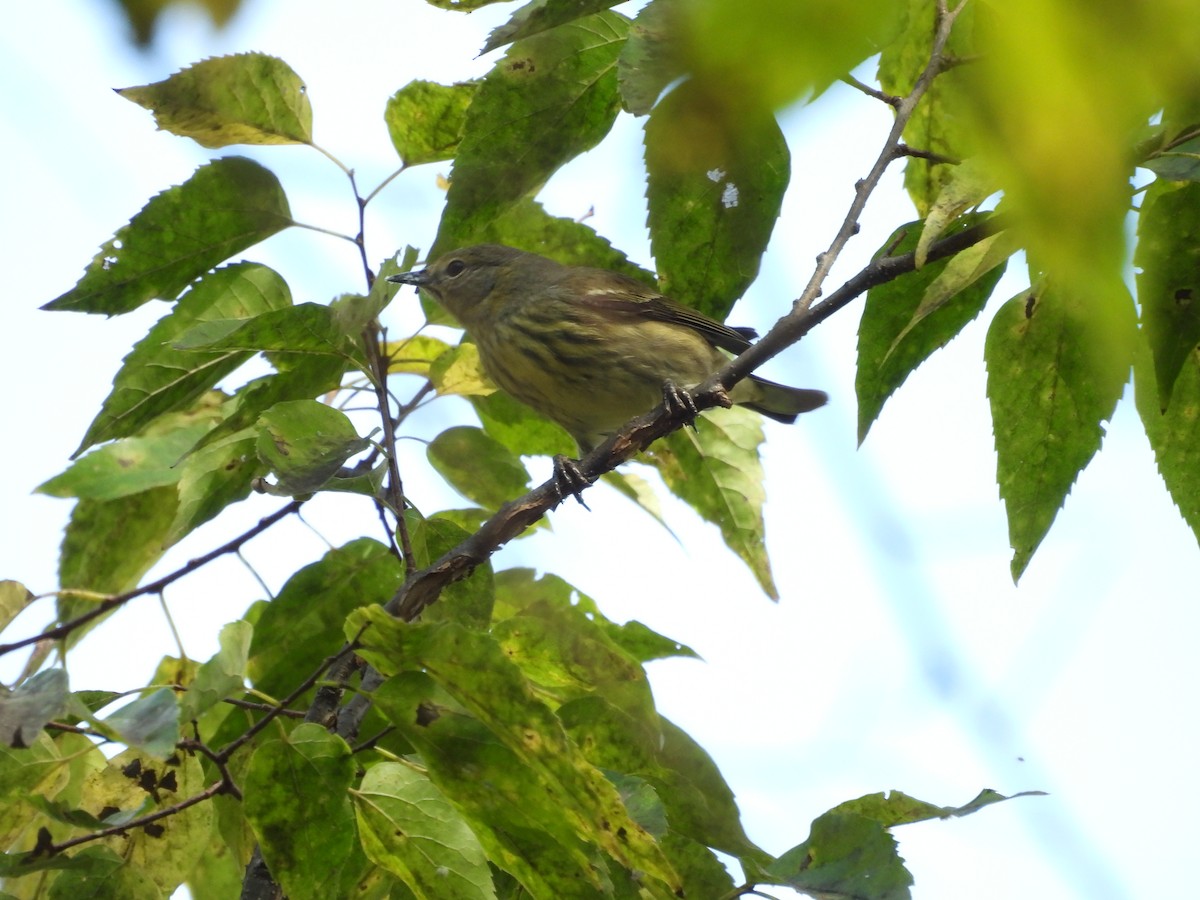 Cape May Warbler - ML641816611