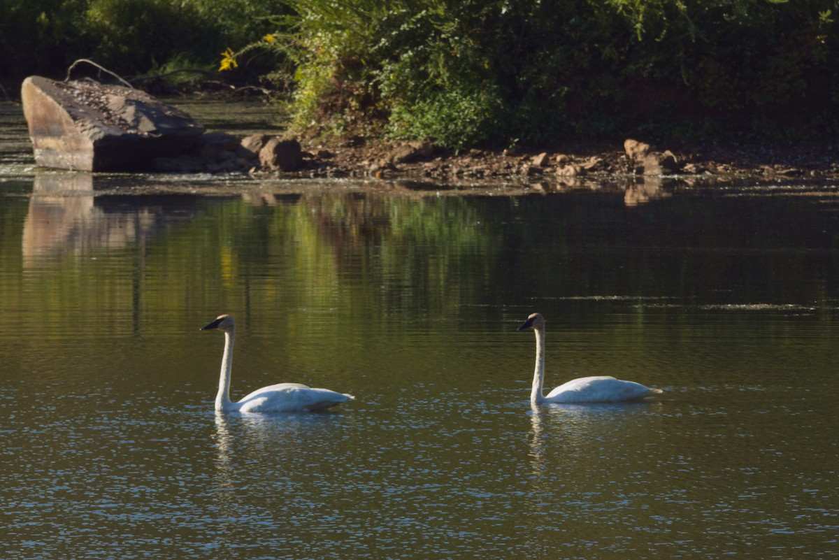 Cygne trompette - ML641816637