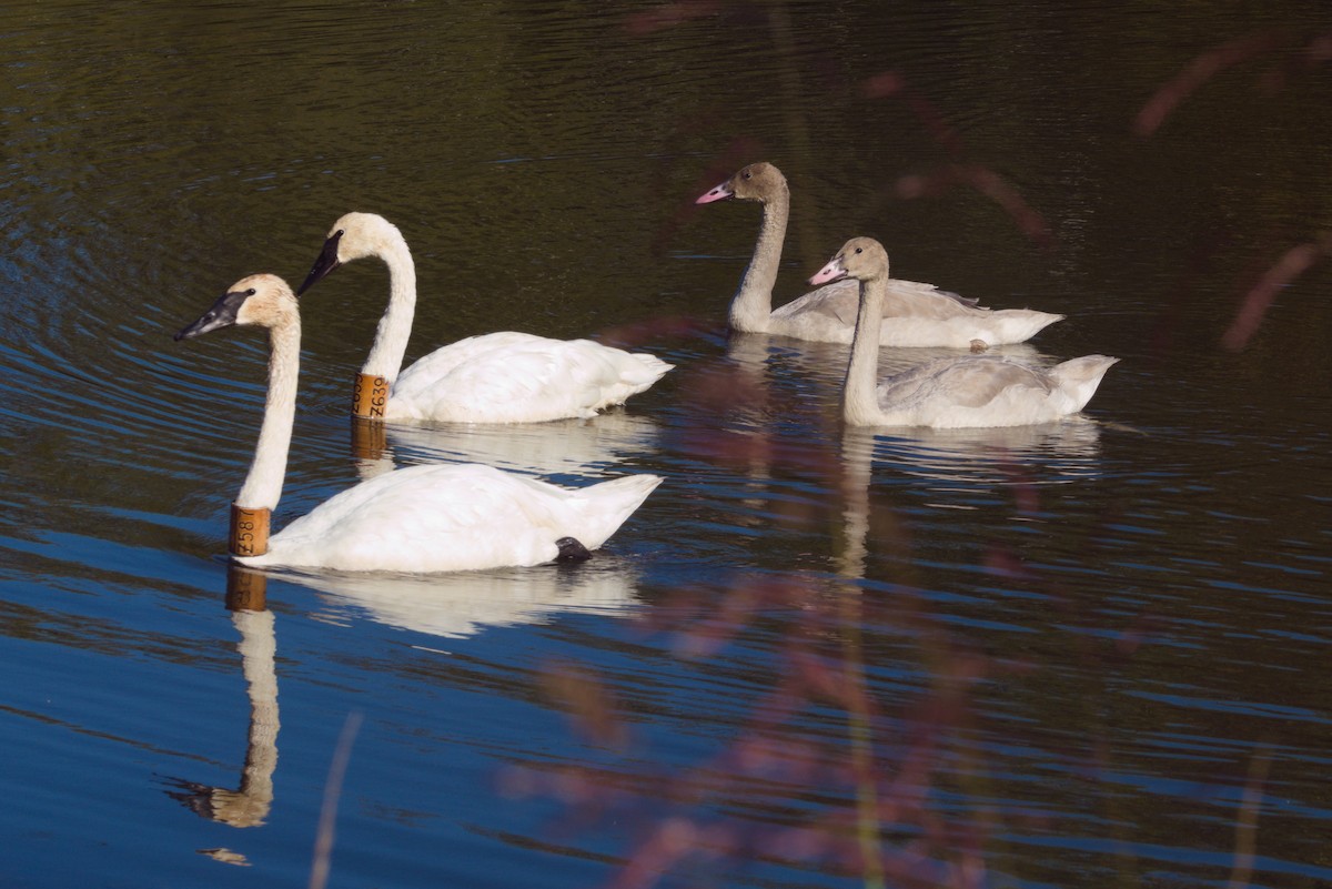 Cygne trompette - ML641816643