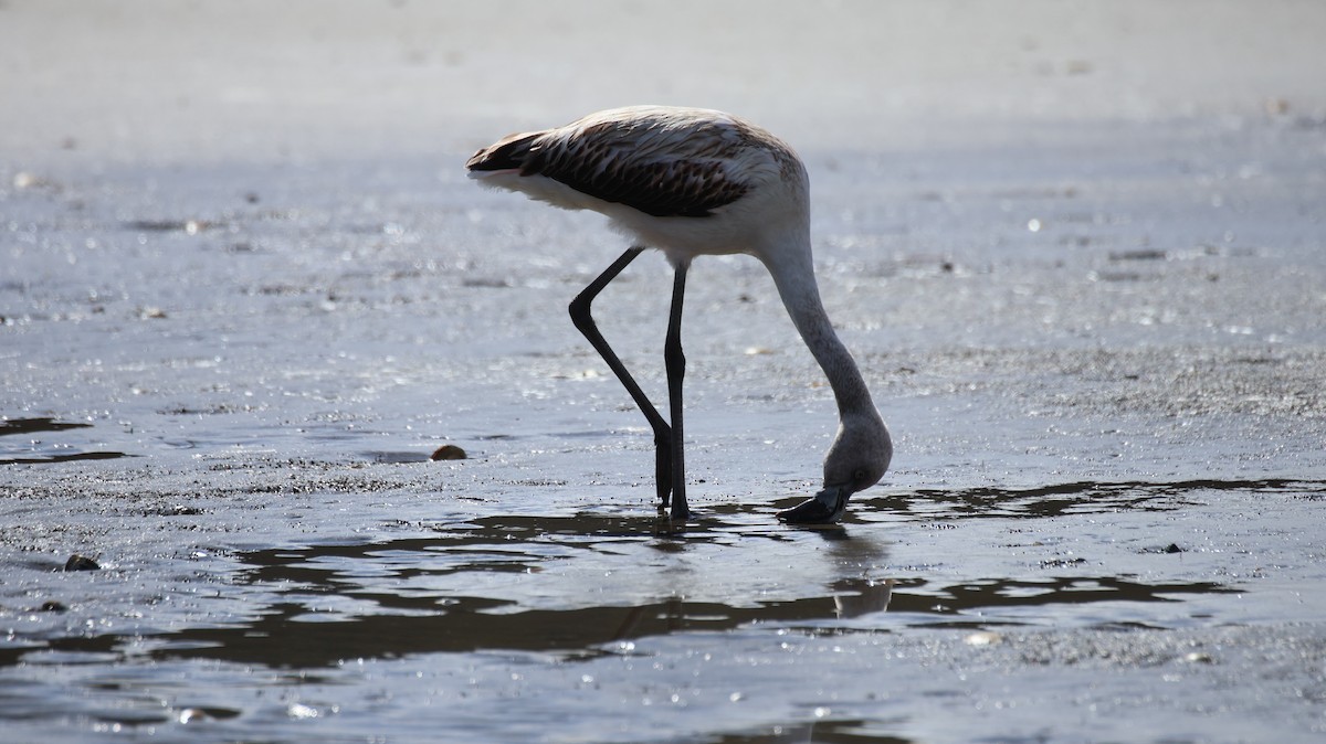 Chilean Flamingo - ML641816645