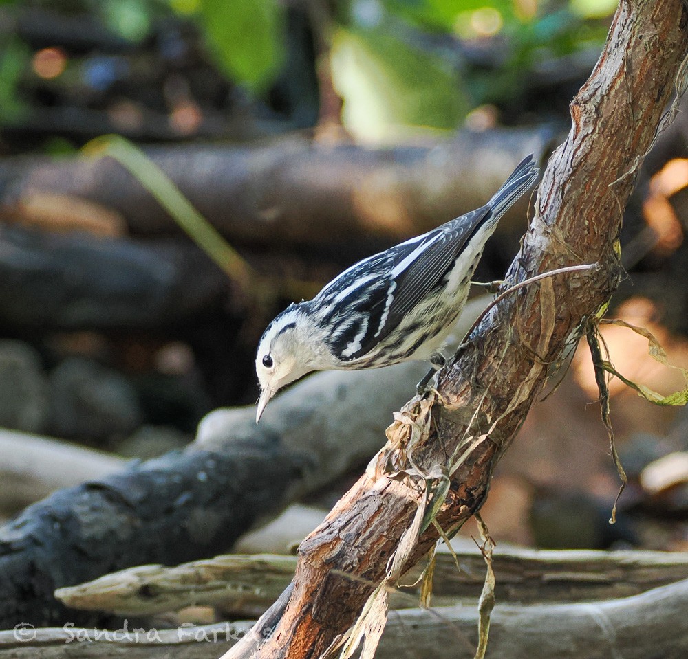 Black-and-white Warbler - ML641816666