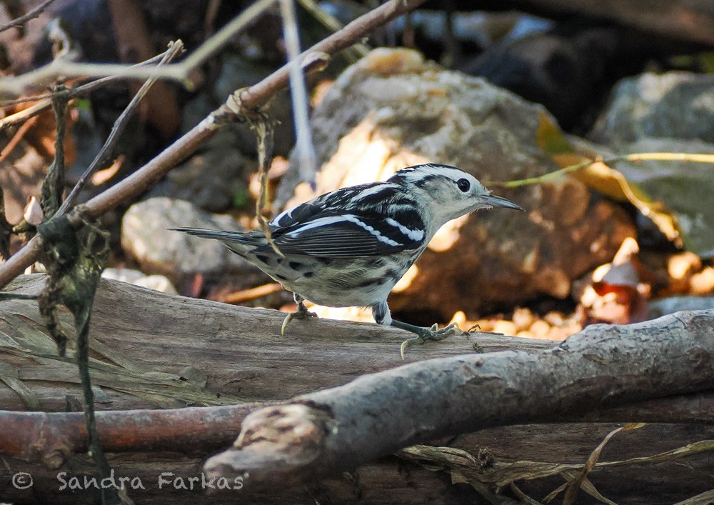 Black-and-white Warbler - ML641816667