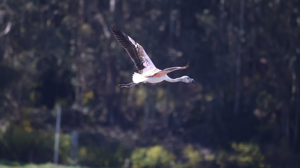 Chilean Flamingo - ML641816677