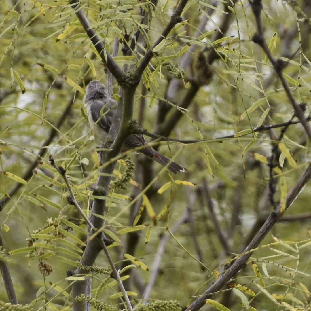 Lucy's Warbler - ML641816687