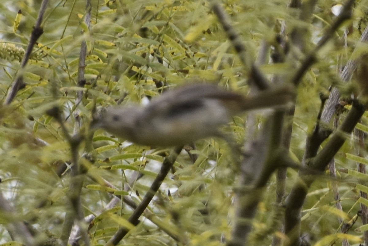 Lucy's Warbler - ML641816695