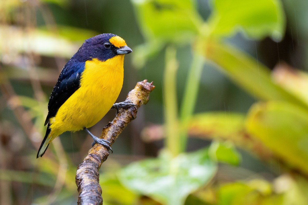 Violaceous Euphonia - ML641816700