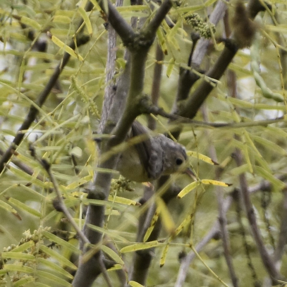 Lucy's Warbler - ML641816710