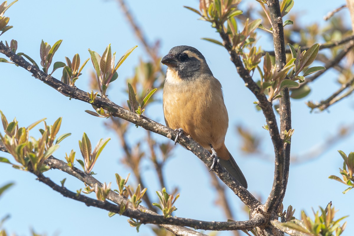 Golden-billed Saltator - ML641816712