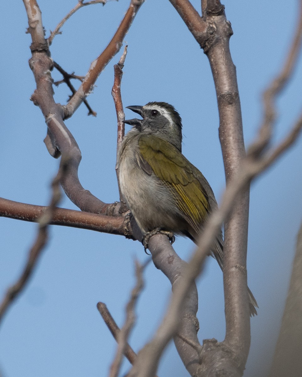 Green-winged Saltator - ML641816714