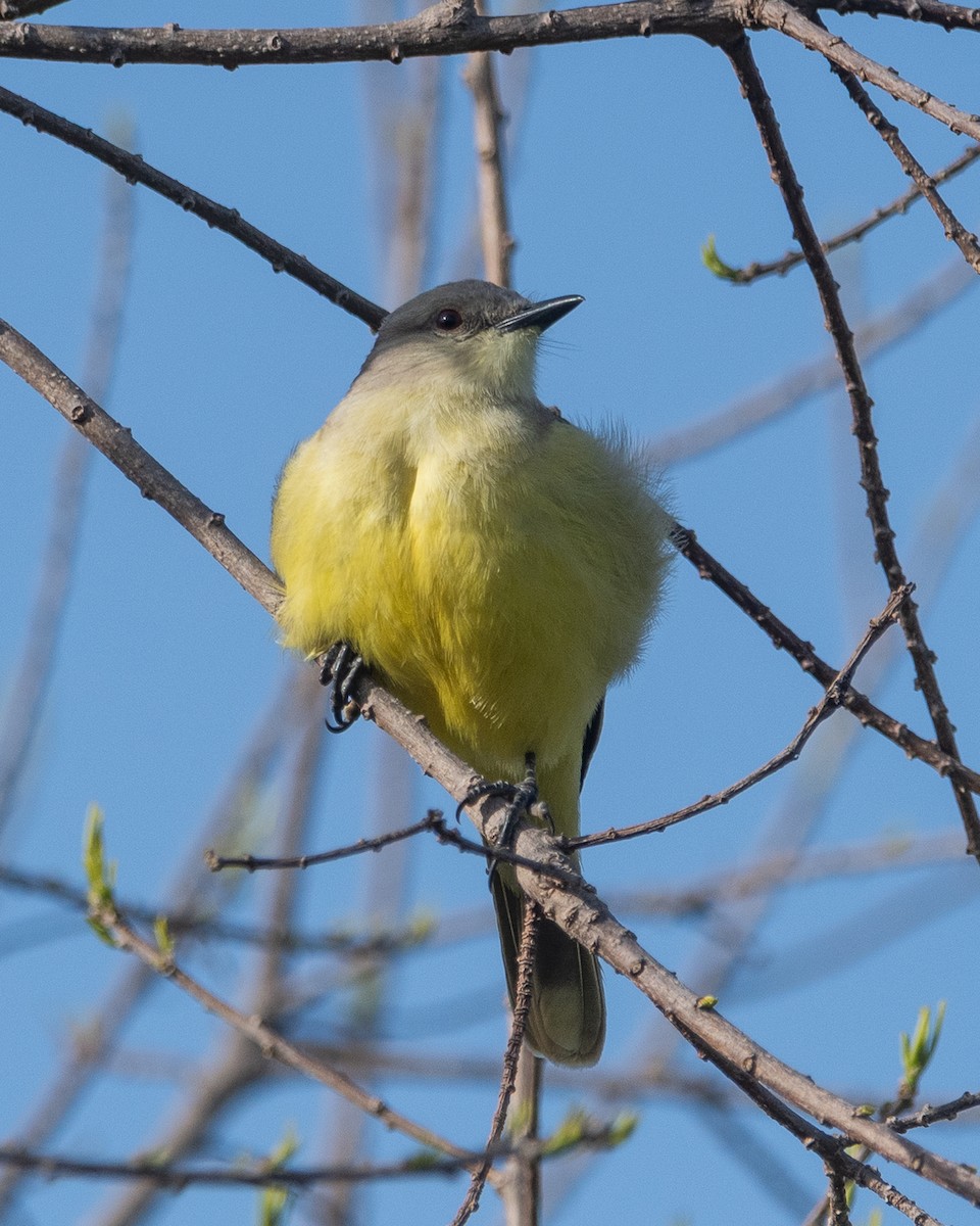 kvegtyrann - ML641816720