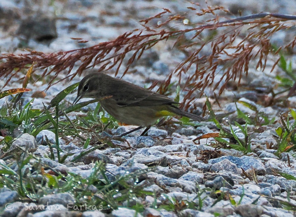 Palm Warbler - ML641816721