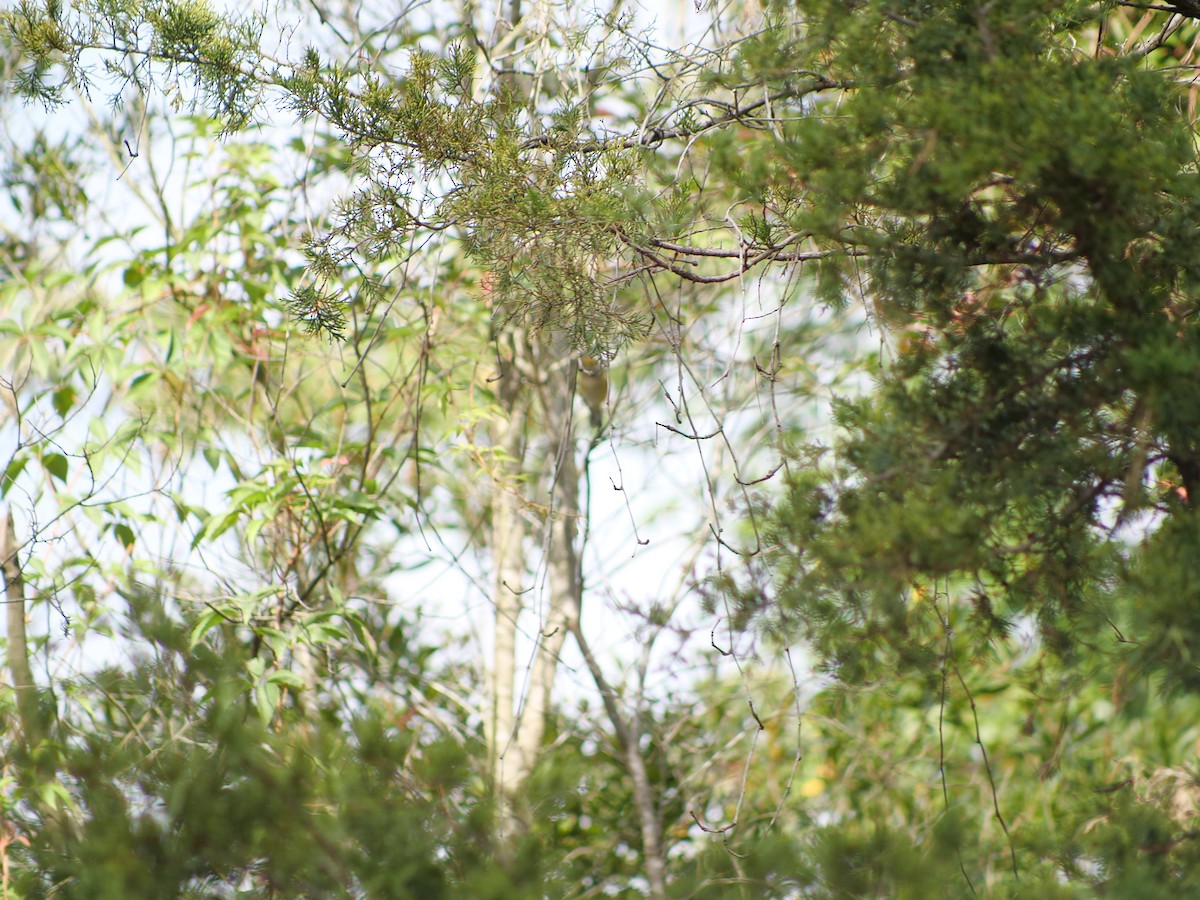 White-eyed Vireo - ML641816726