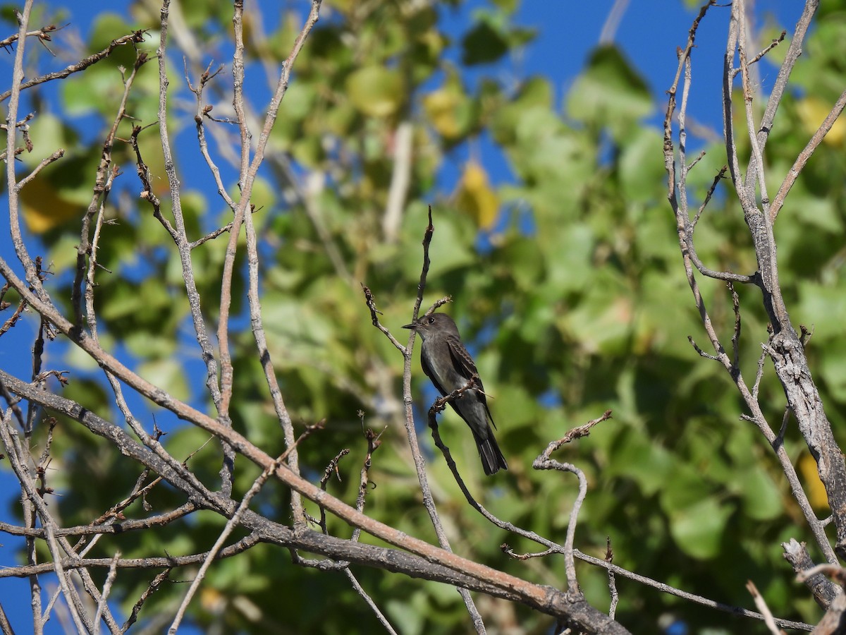 Olive-sided Flycatcher - ML641816736