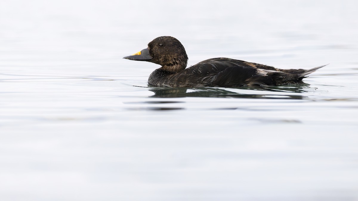 Common Scoter - ML641816738