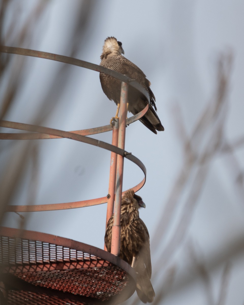 Crested Caracara - ML641816743