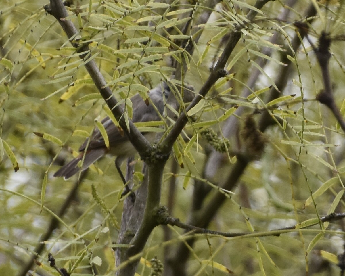 Lucy's Warbler - ML641816744