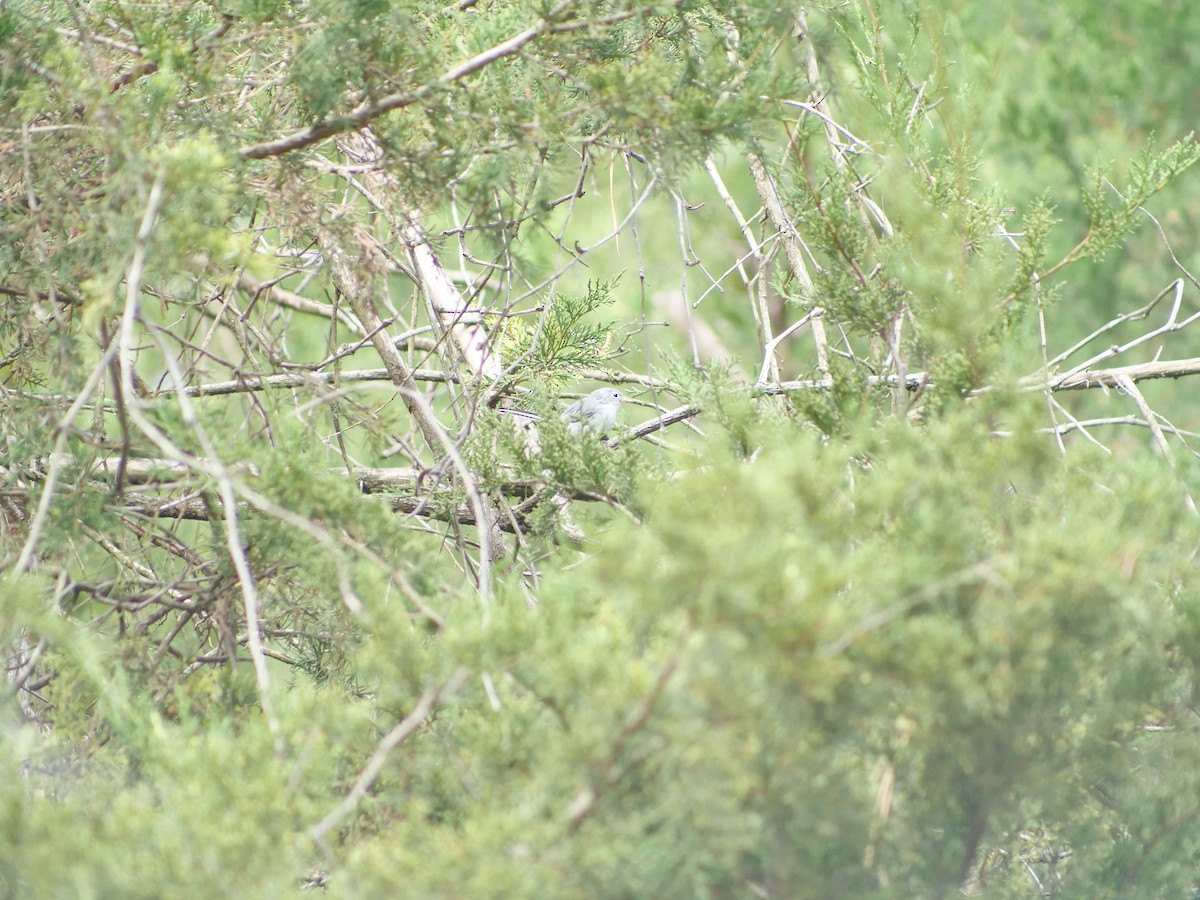 Blue-gray Gnatcatcher - ML641816749