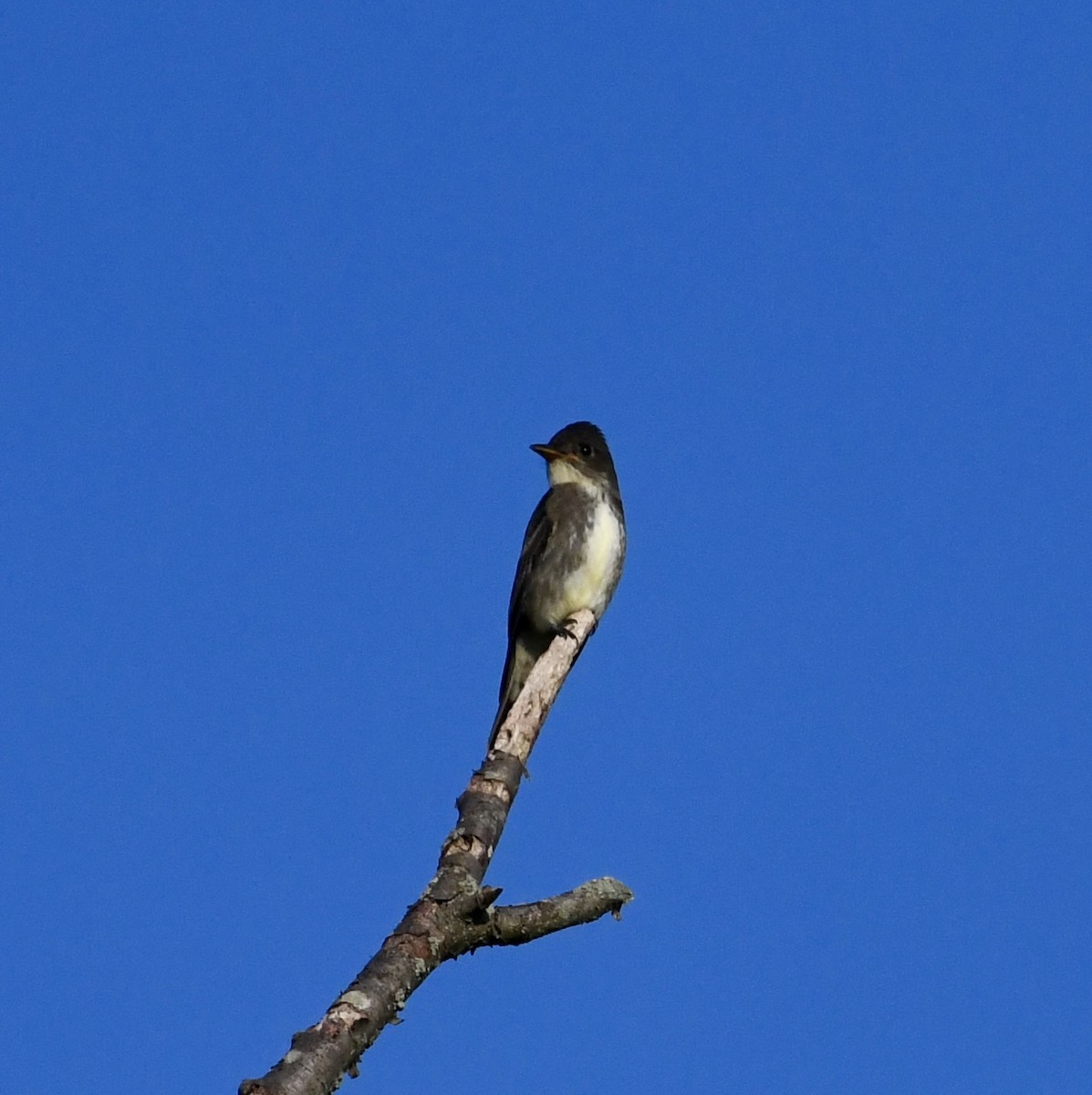 Olive-sided Flycatcher - ML641816767