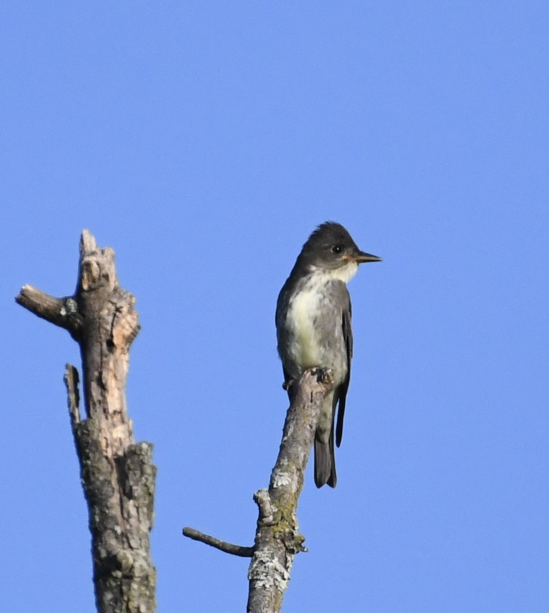 Olive-sided Flycatcher - ML641816768