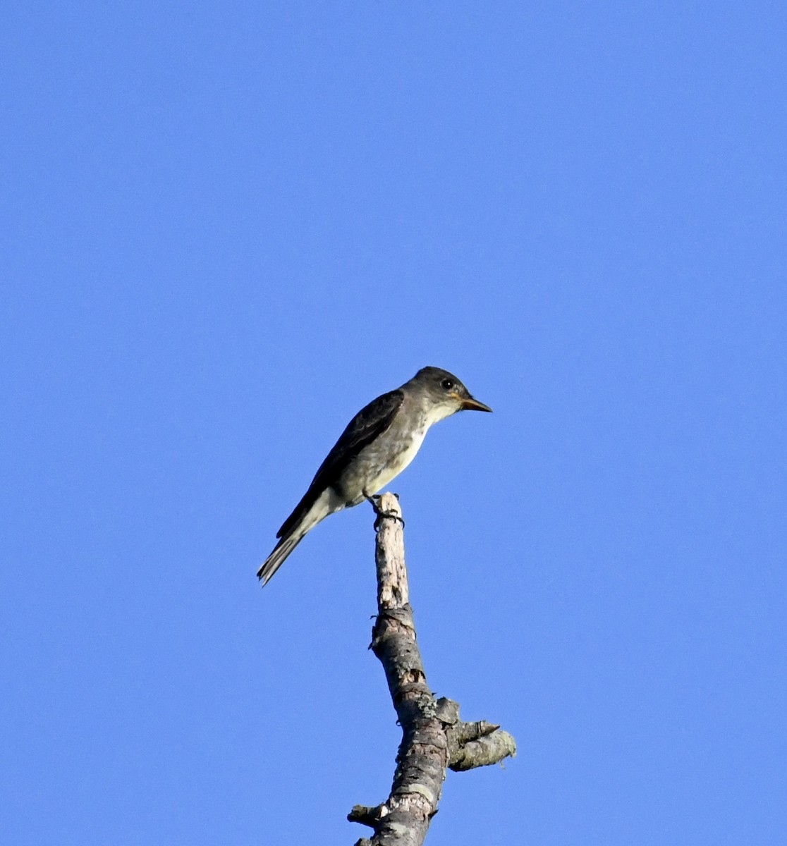 Olive-sided Flycatcher - ML641816769