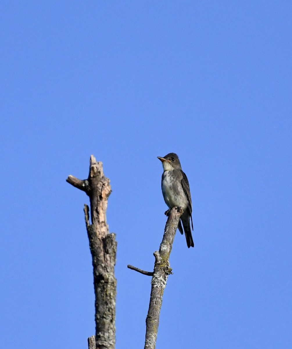 Olive-sided Flycatcher - ML641816770