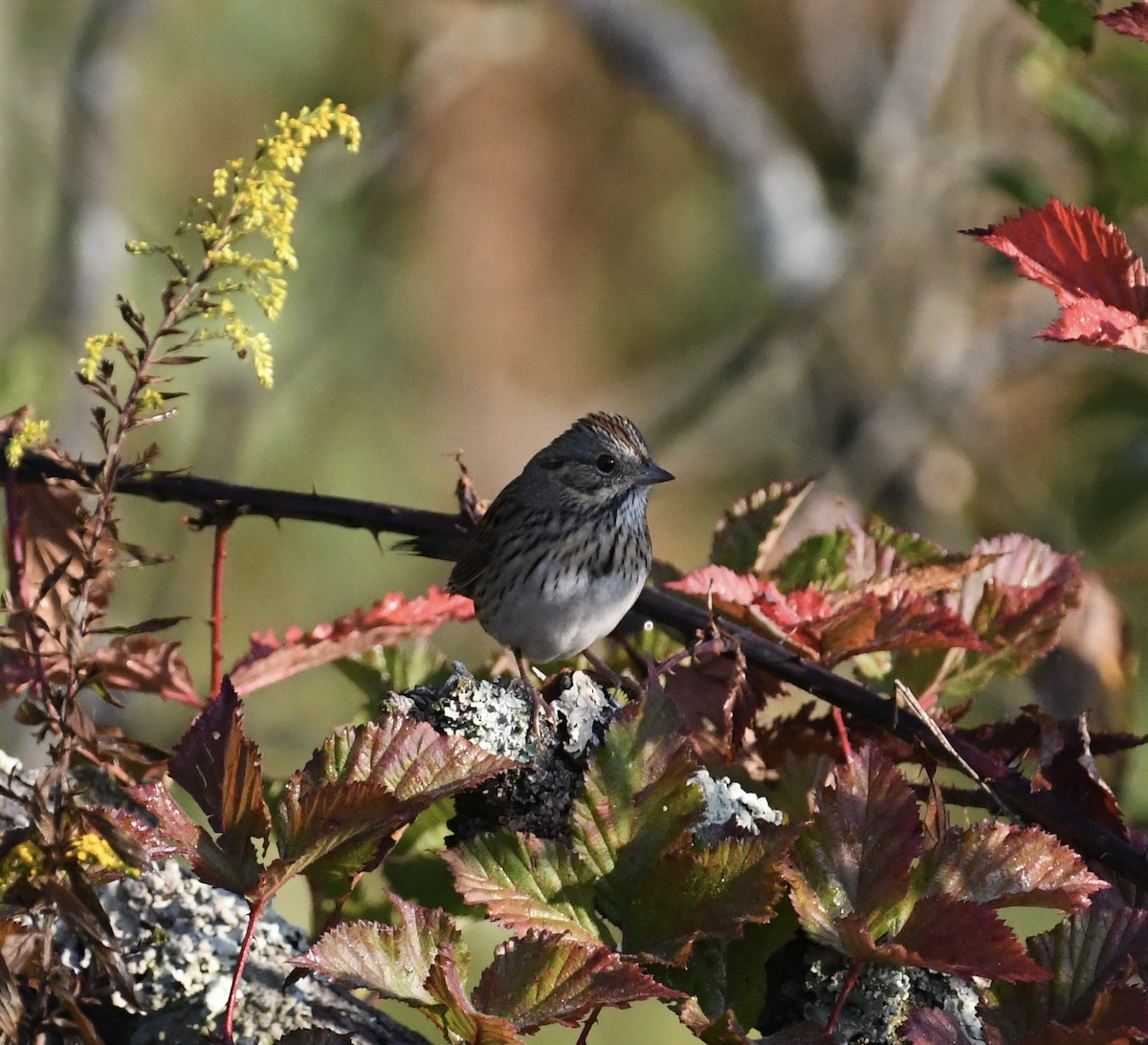 Lincoln's Sparrow - ML641816778