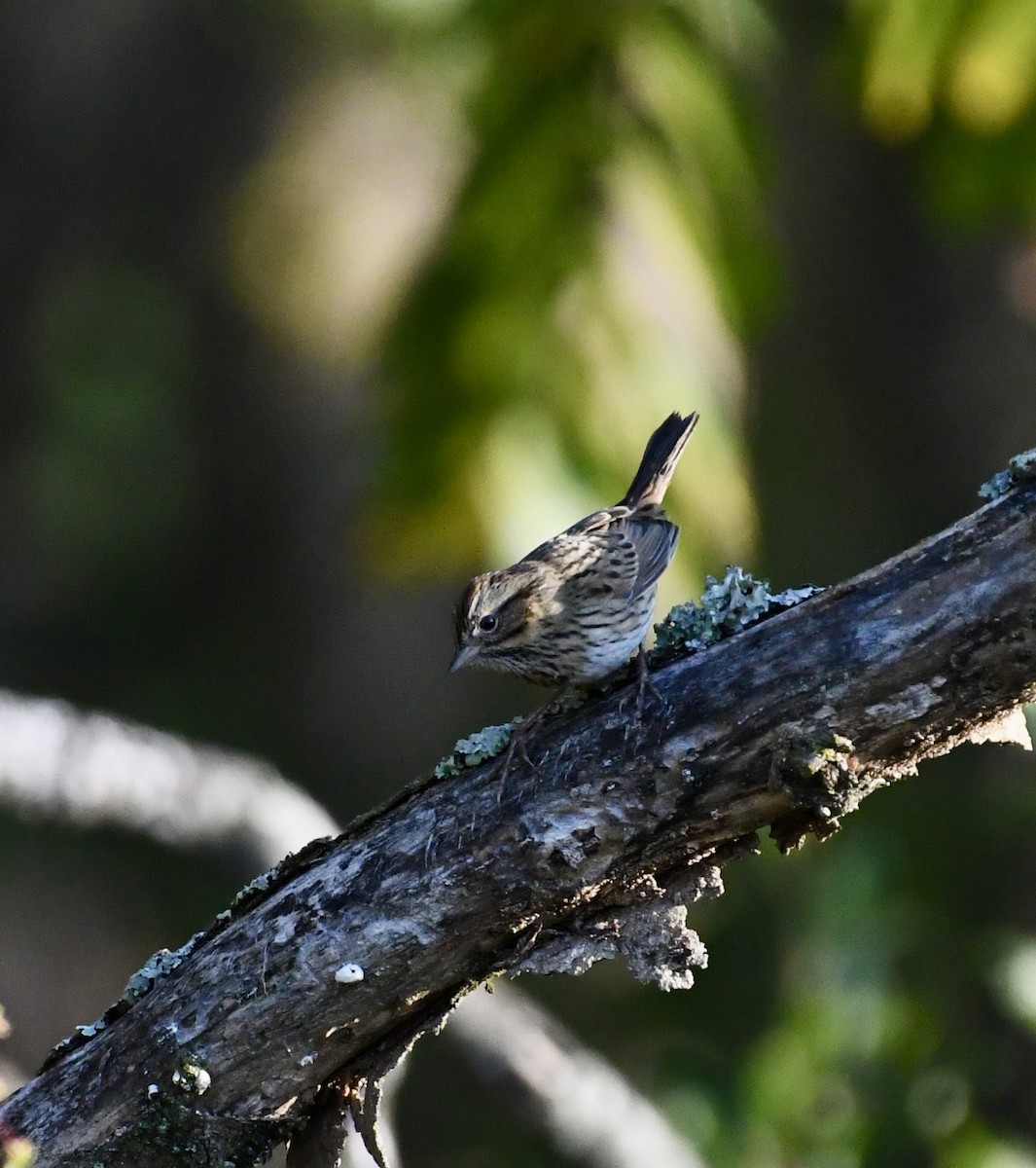 Lincoln's Sparrow - ML641816779