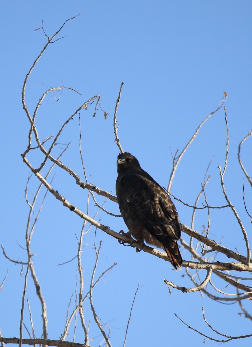 Red-tailed Hawk (Harlan's) - ML641816786