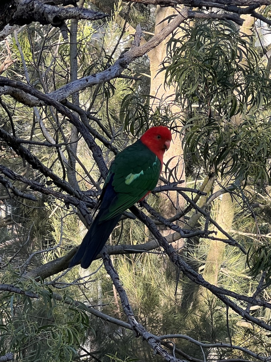 Australian King-Parrot - ML641816800