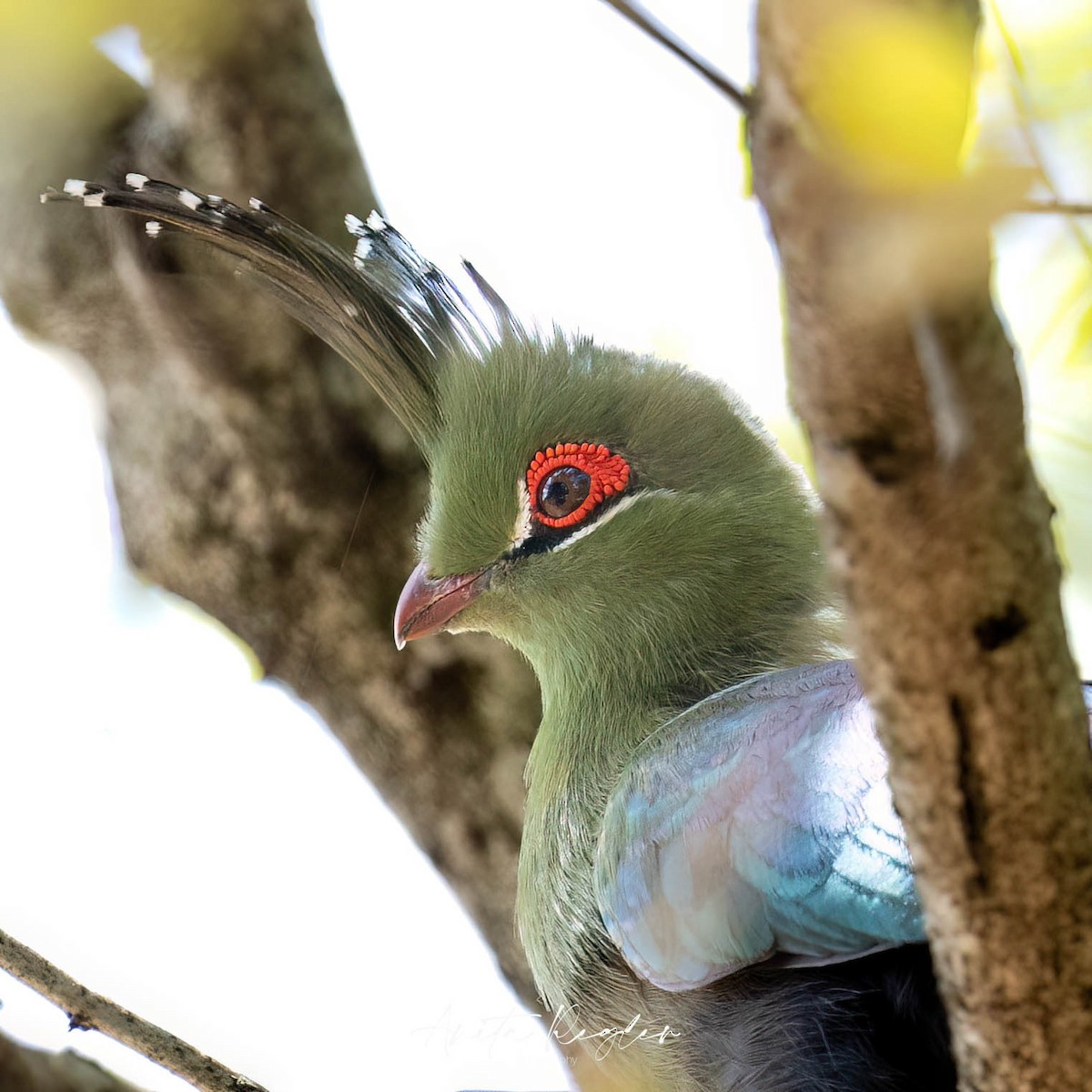 Schalow's Turaco - ML641816815
