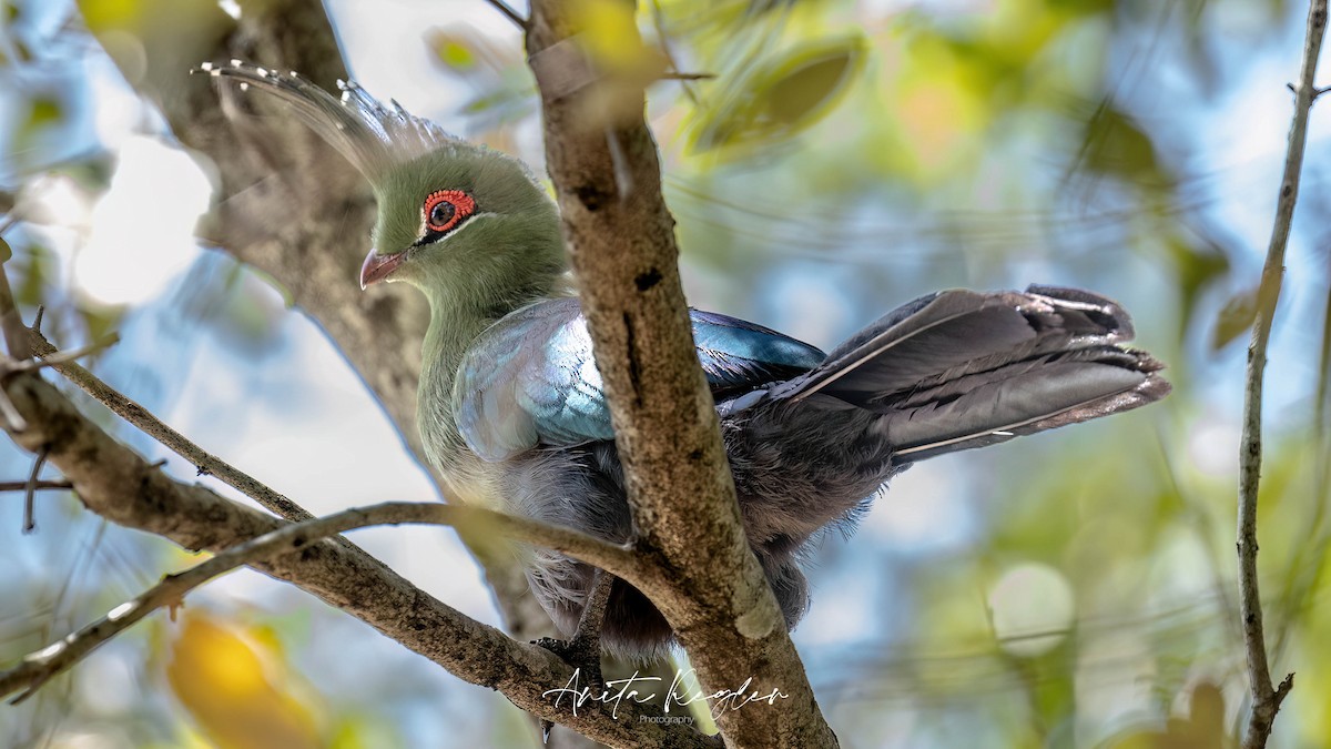 Schalow's Turaco - ML641816816