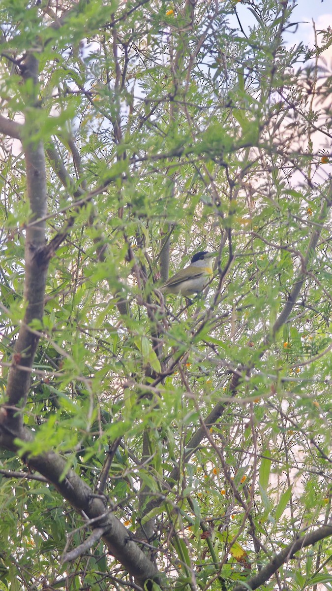 Green-backed Becard - ML641816829