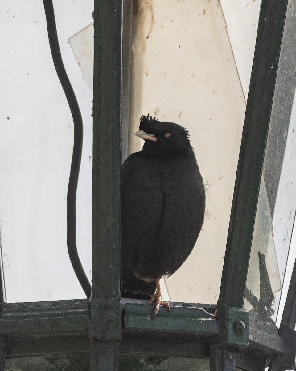 Crested Myna - ML641816834