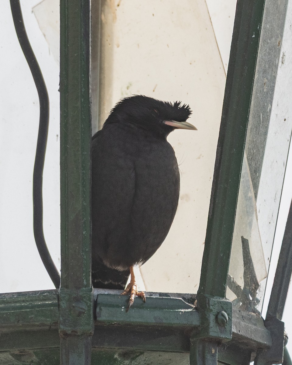 Crested Myna - ML641816835