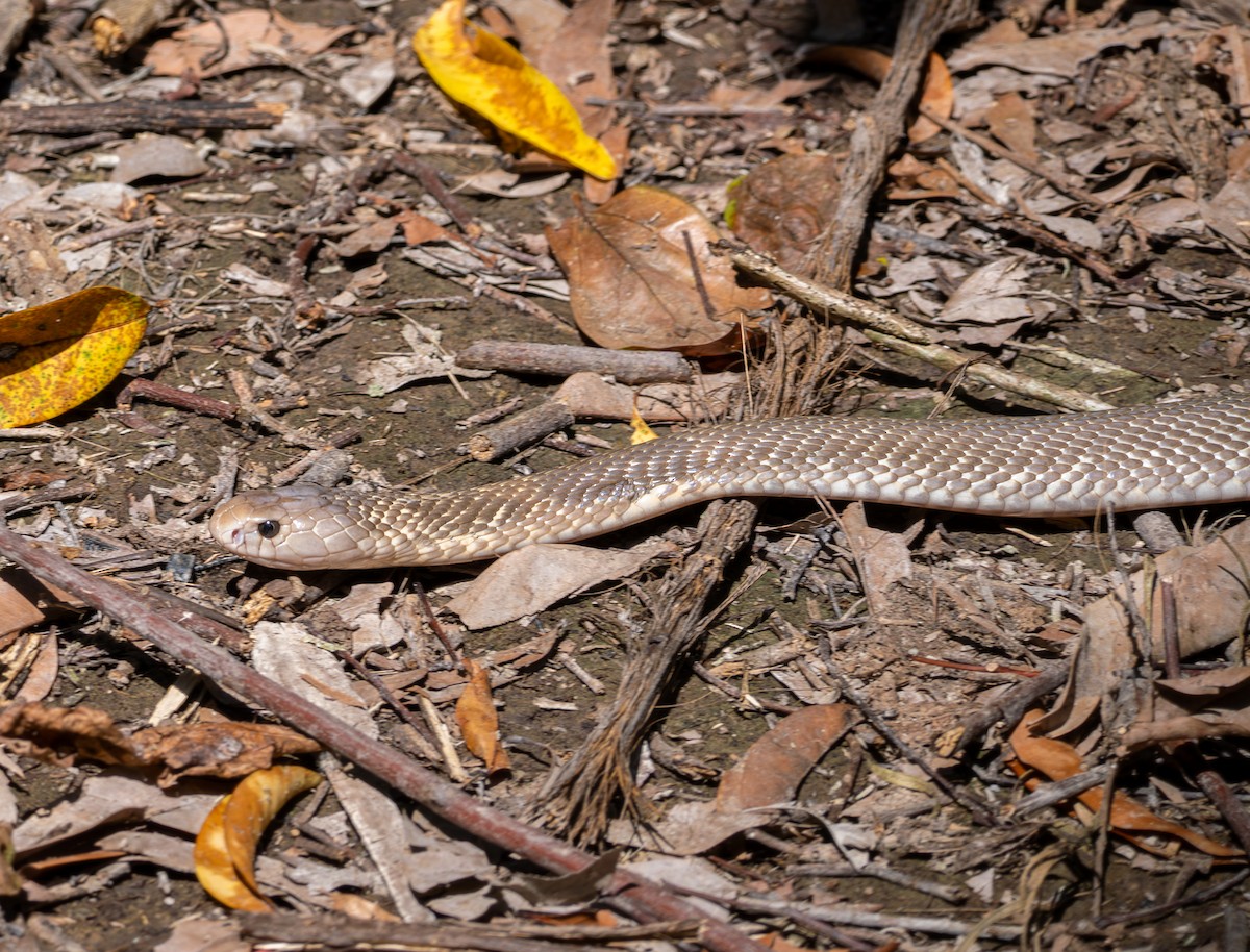 南洋眼鏡蛇 - ML641816844