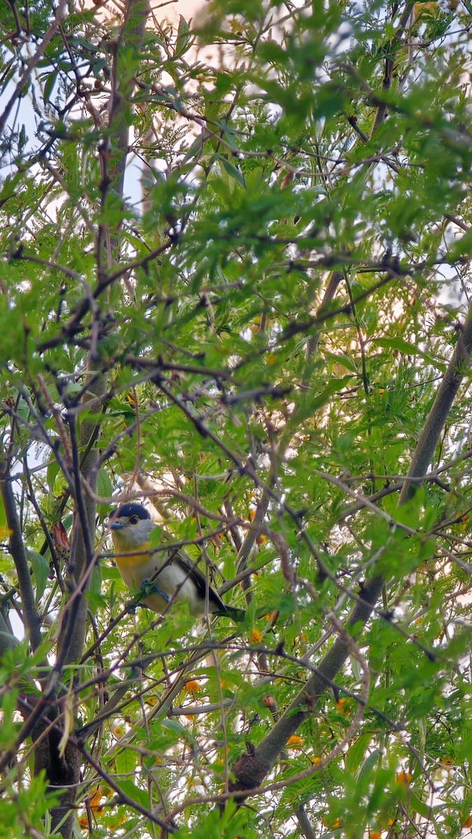 Green-backed Becard - ML641816852