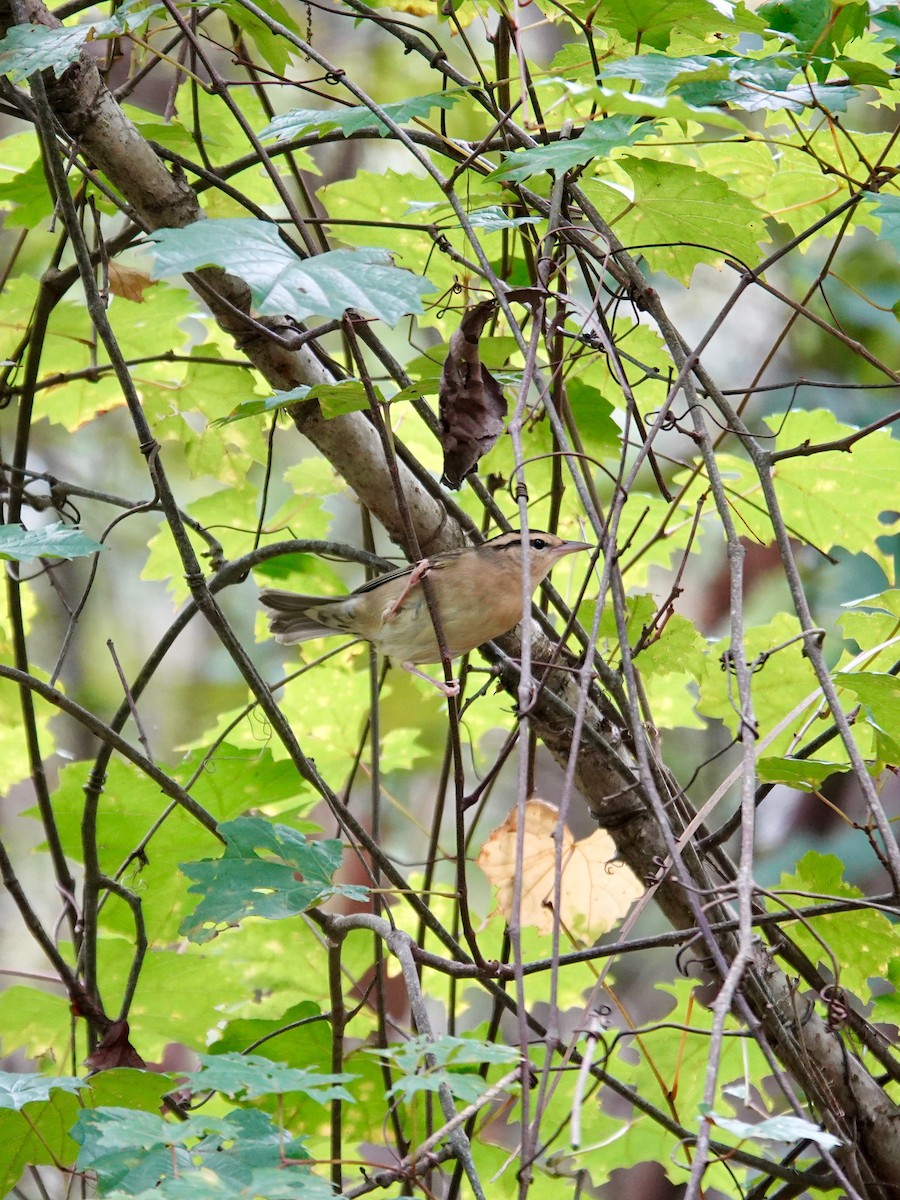 Worm-eating Warbler - ML641816881