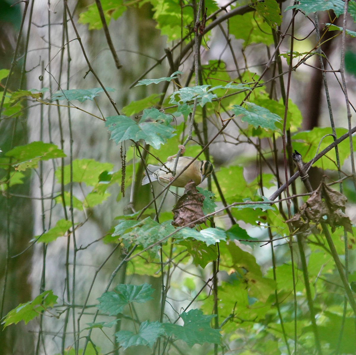Worm-eating Warbler - ML641816882