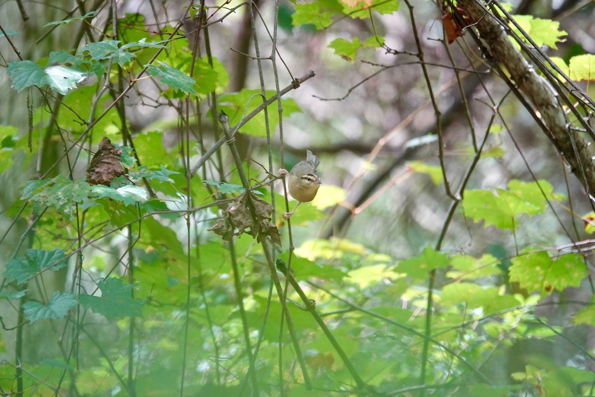 Worm-eating Warbler - ML641816883