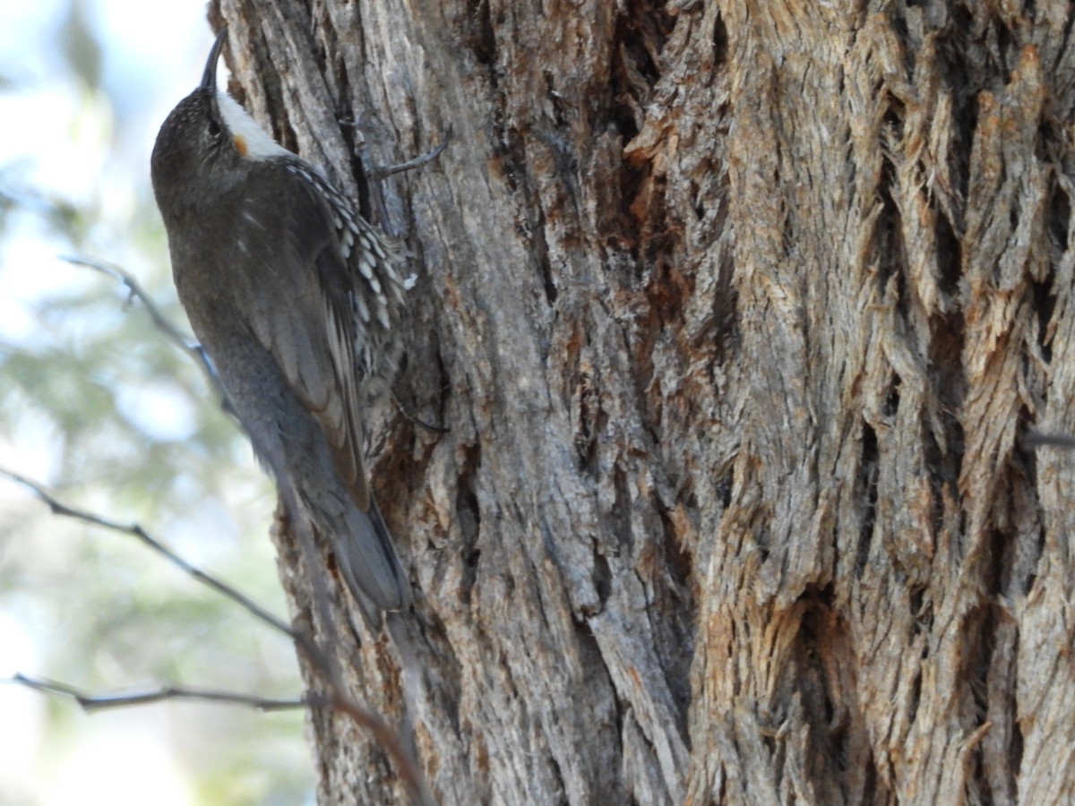 White-throated Treecreeper - ML641816916