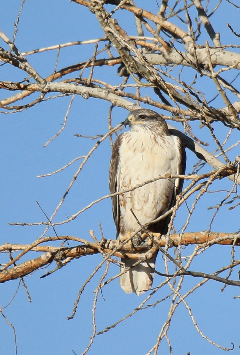 Ferruginous Hawk - ML641816928