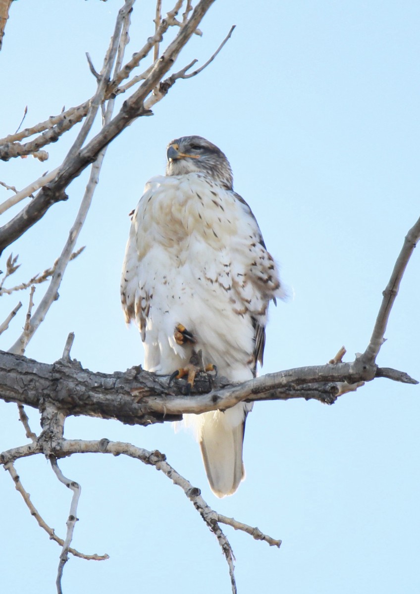 Ferruginous Hawk - ML641816929