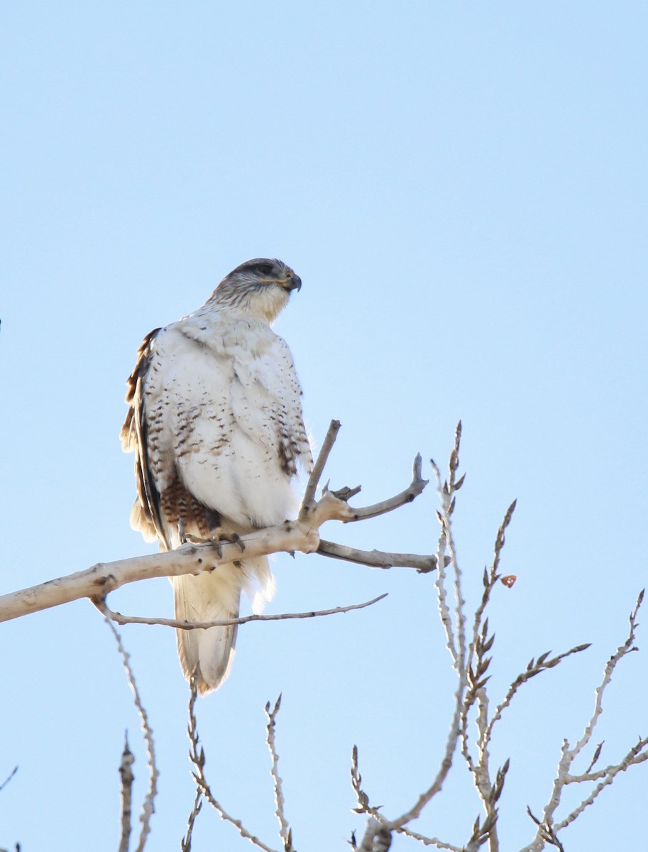 Ferruginous Hawk - ML641816930